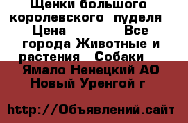Щенки большого (королевского) пуделя › Цена ­ 25 000 - Все города Животные и растения » Собаки   . Ямало-Ненецкий АО,Новый Уренгой г.